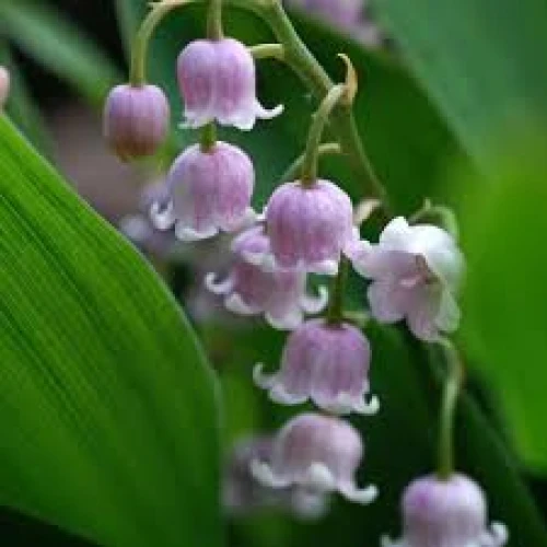 Convallaria rosea 